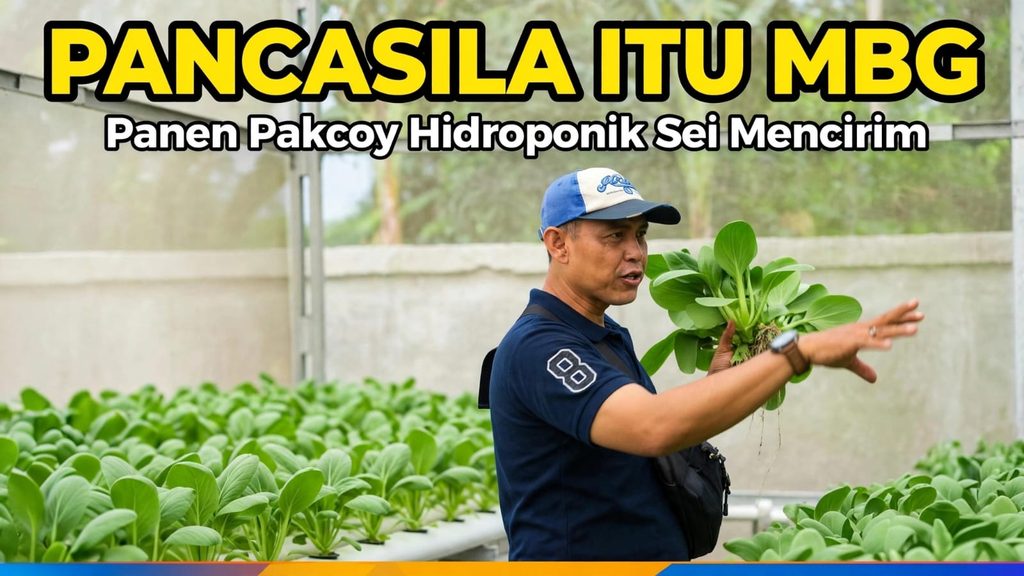Ketua Pembina Yayasan Binar Bersama Hirasma, Founder Nalar Publik Indonesia NPI,  Ketua Jaringan Nasional  Aktivis  98                             [ JARNAS 98  ]  Sumatera Utara , Amru Siregar,SH Saat Panen Sayuran Pakcoy Hidroponik untuk Program MBG